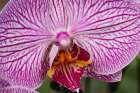 Flower, orchid. Art Print